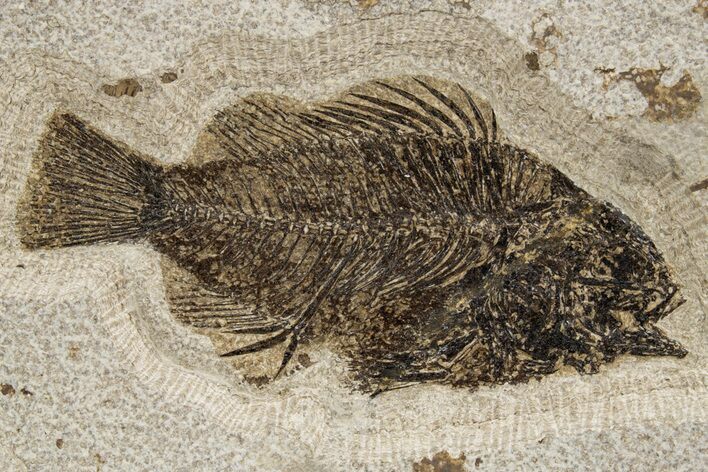 Detailed Fossil Fish (Cockerellites) - Wyoming #300267